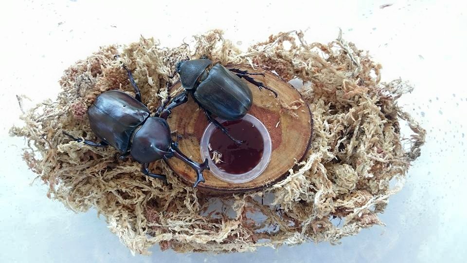 按此在新視窗瀏覽圖片