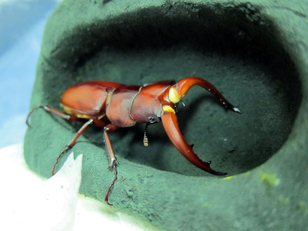 按此在新視窗瀏覽圖片