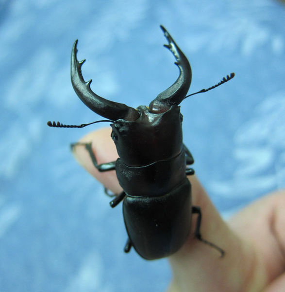 按此在新視窗瀏覽圖片