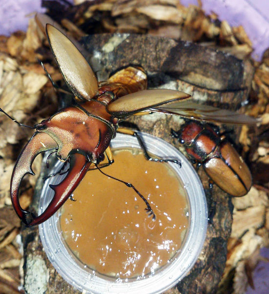 按此在新視窗瀏覽圖片