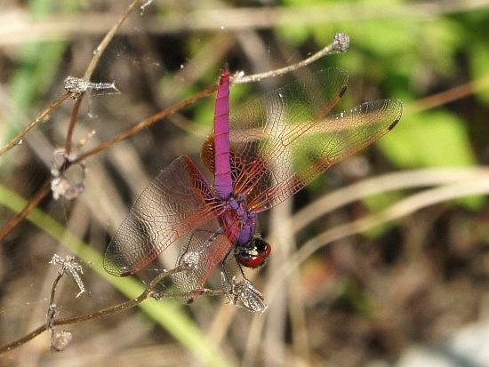 按此在新視窗瀏覽圖片
