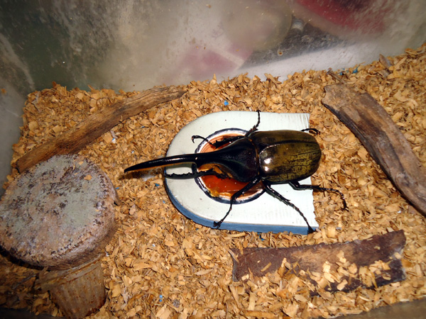 按此在新視窗瀏覽圖片