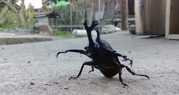 按此在新視窗瀏覽圖片