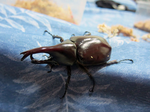 按此在新視窗瀏覽圖片