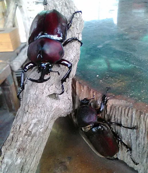 按此在新視窗瀏覽圖片