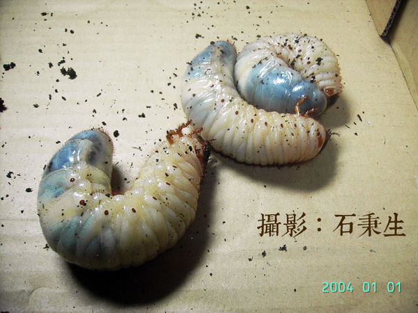 按此在新視窗瀏覽圖片