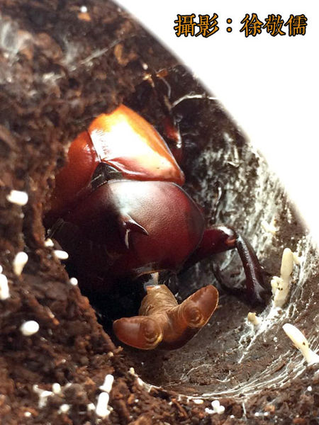 按此在新視窗瀏覽圖片