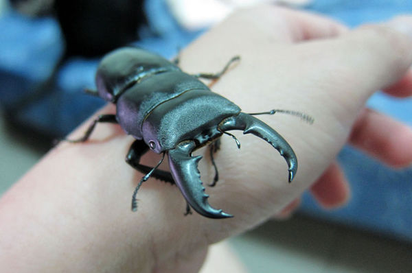 按此在新視窗瀏覽圖片