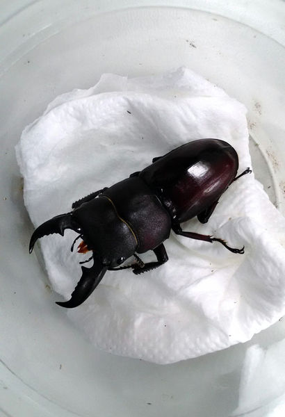 按此在新視窗瀏覽圖片