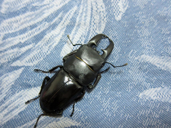 按此在新視窗瀏覽圖片