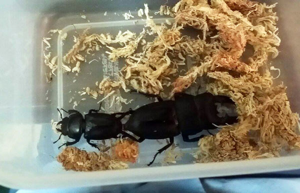 按此在新視窗瀏覽圖片