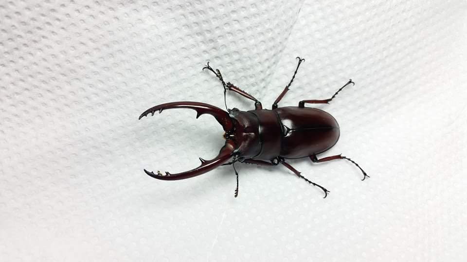 按此在新視窗瀏覽圖片