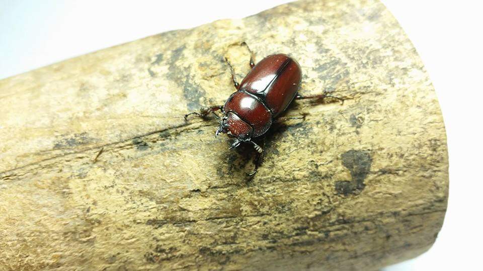 按此在新視窗瀏覽圖片