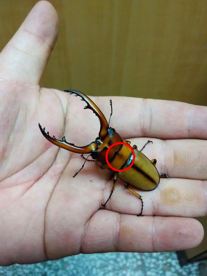 按此在新視窗瀏覽圖片