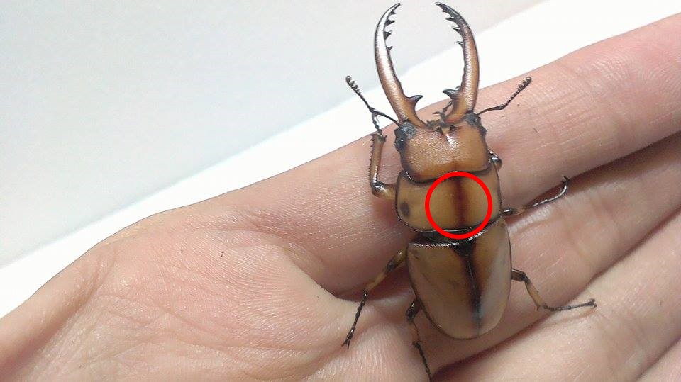 按此在新視窗瀏覽圖片