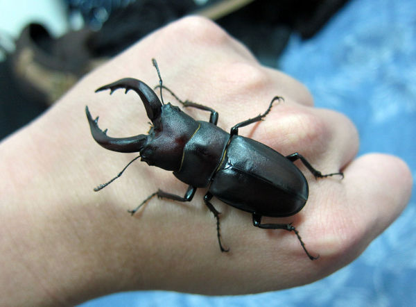 按此在新視窗瀏覽圖片