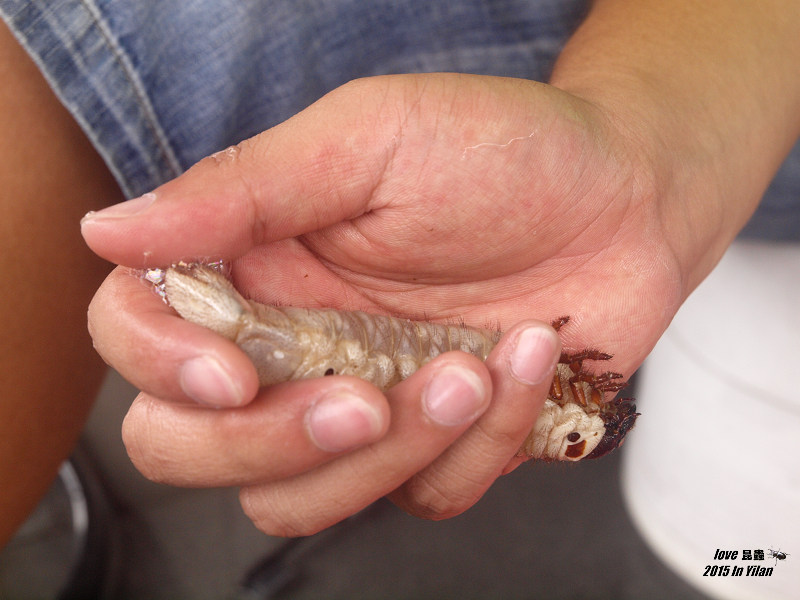 按此在新視窗瀏覽圖片