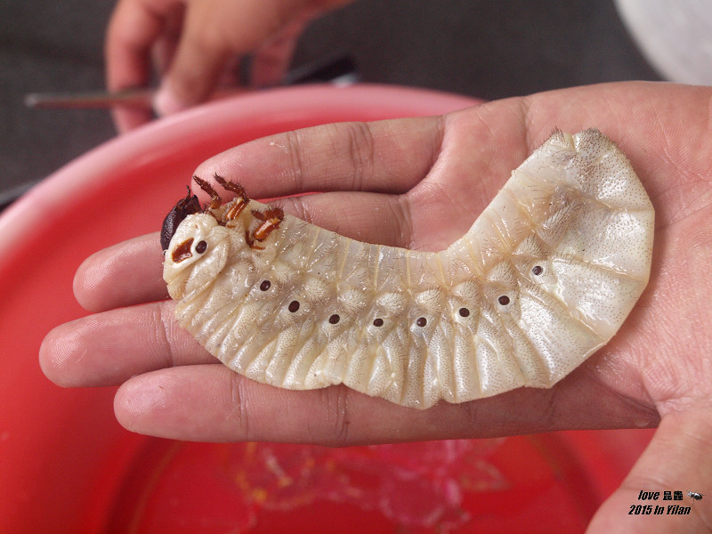 按此在新視窗瀏覽圖片