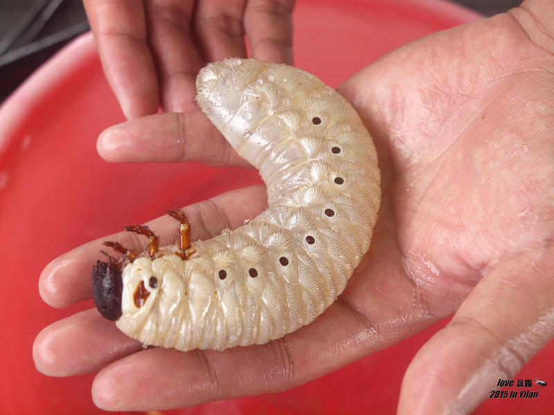 按此在新視窗瀏覽圖片