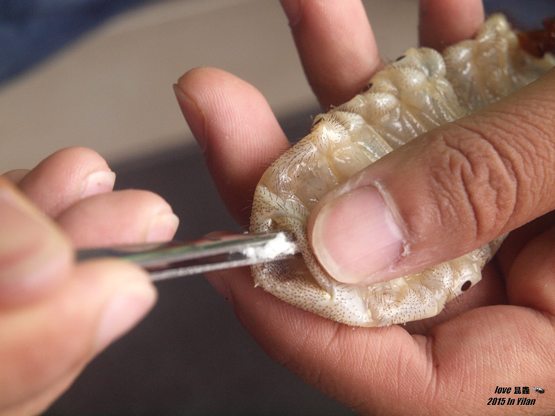 按此在新視窗瀏覽圖片