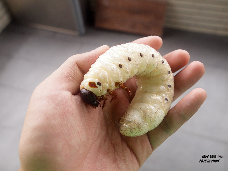 按此在新視窗瀏覽圖片