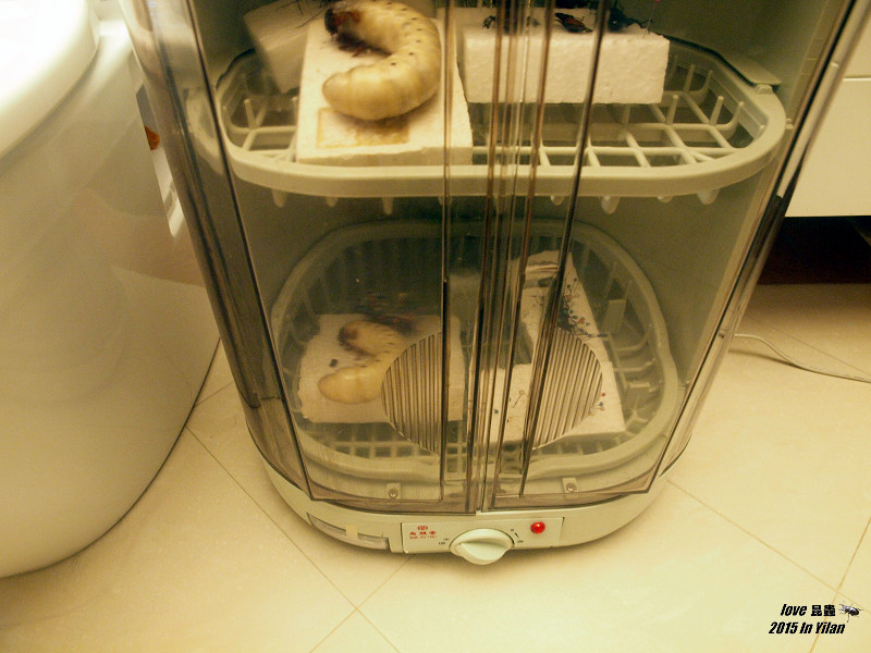 按此在新視窗瀏覽圖片