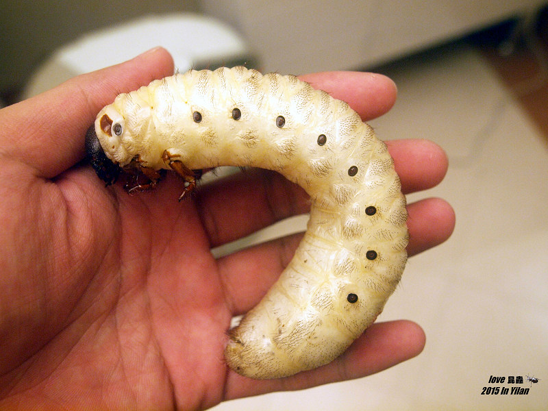 按此在新視窗瀏覽圖片