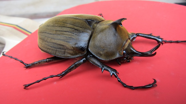 按此在新視窗瀏覽圖片