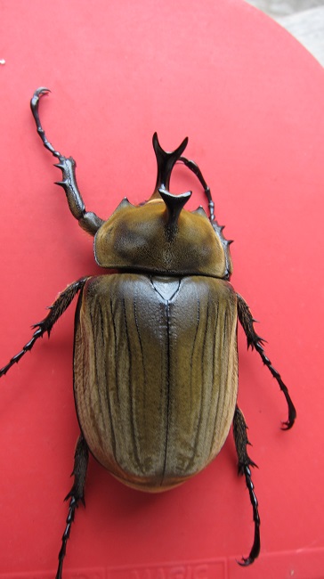 按此在新視窗瀏覽圖片