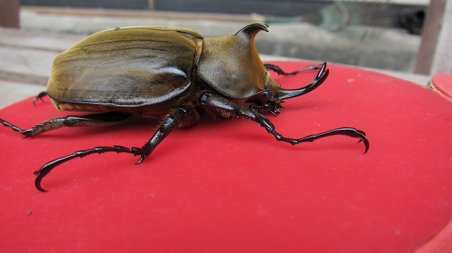 按此在新視窗瀏覽圖片