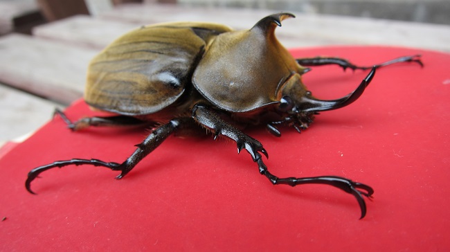 按此在新視窗瀏覽圖片