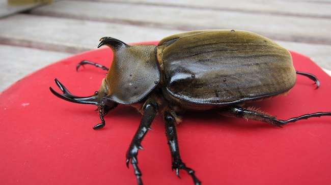 按此在新視窗瀏覽圖片