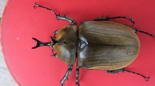 按此在新視窗瀏覽圖片