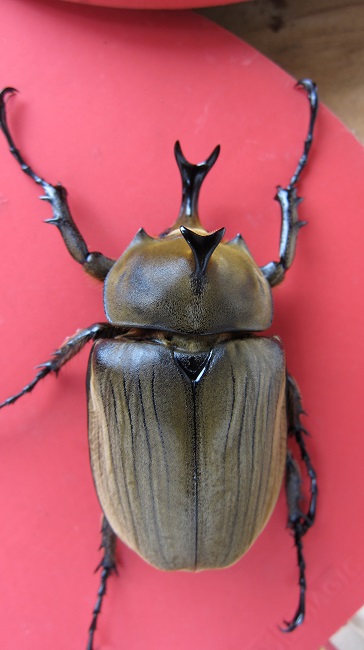 按此在新視窗瀏覽圖片