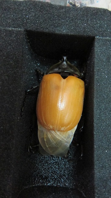 按此在新視窗瀏覽圖片