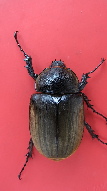 按此在新視窗瀏覽圖片