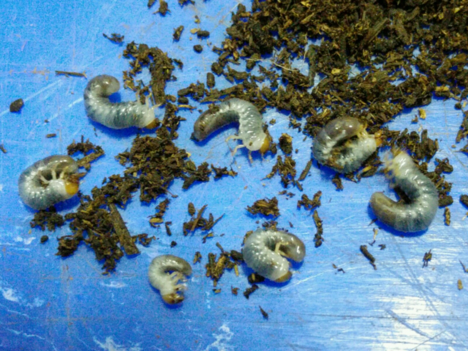 按此在新視窗瀏覽圖片