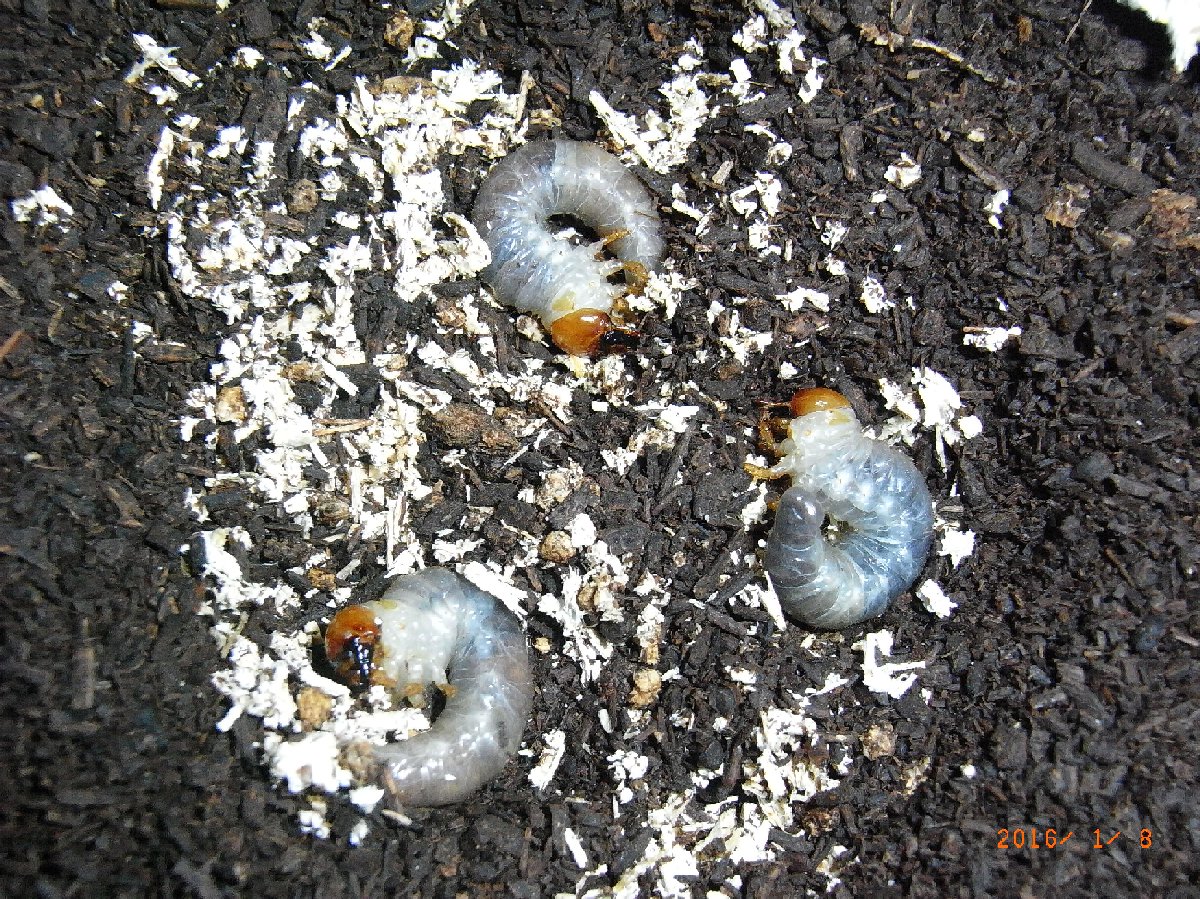 按此在新視窗瀏覽圖片