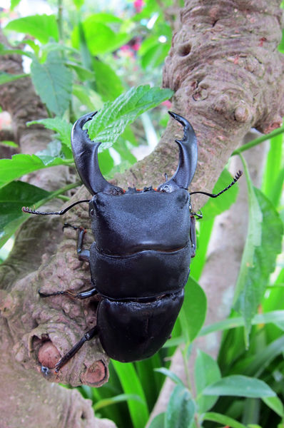 按此在新視窗瀏覽圖片