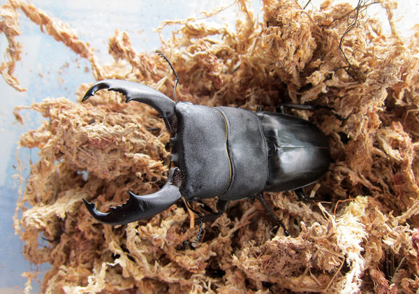 按此在新視窗瀏覽圖片