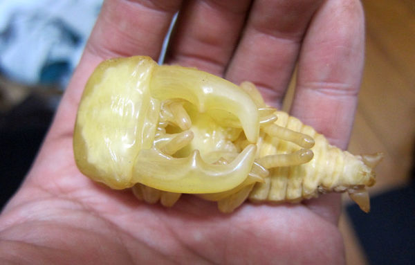 按此在新視窗瀏覽圖片