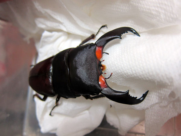 按此在新視窗瀏覽圖片