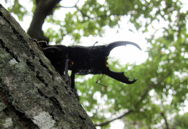 按此在新視窗瀏覽圖片