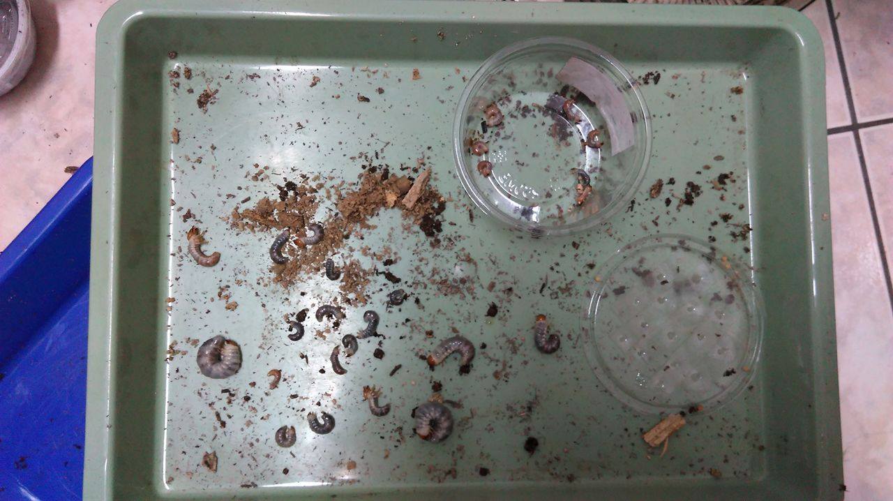 按此在新視窗瀏覽圖片