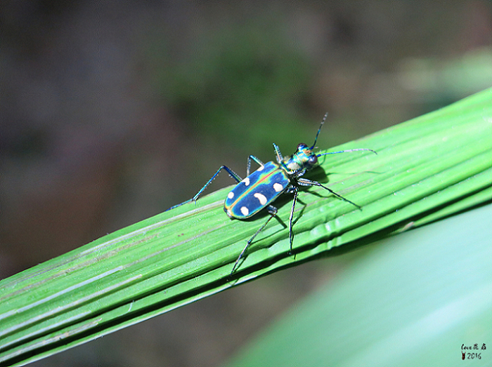 按此在新視窗瀏覽圖片