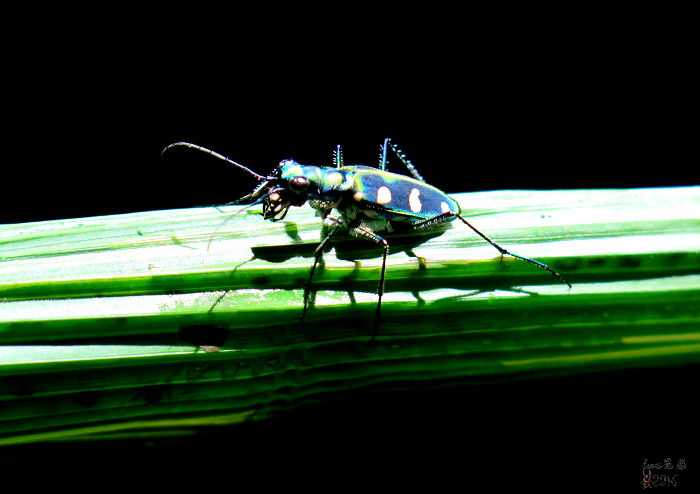 按此在新視窗瀏覽圖片