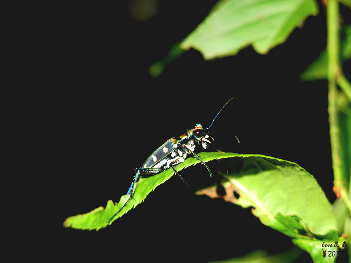按此在新視窗瀏覽圖片