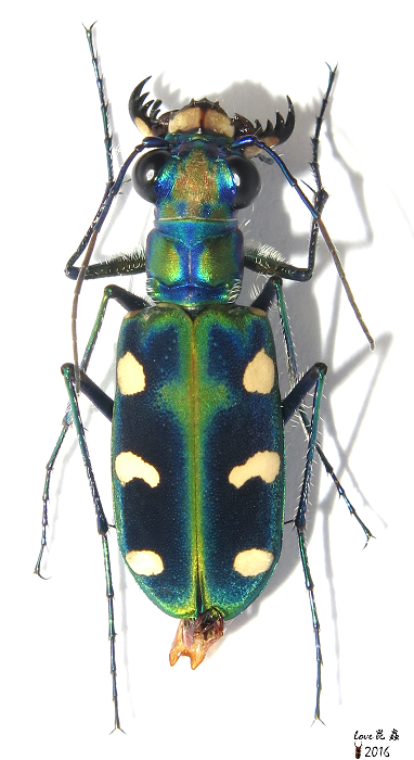 按此在新視窗瀏覽圖片