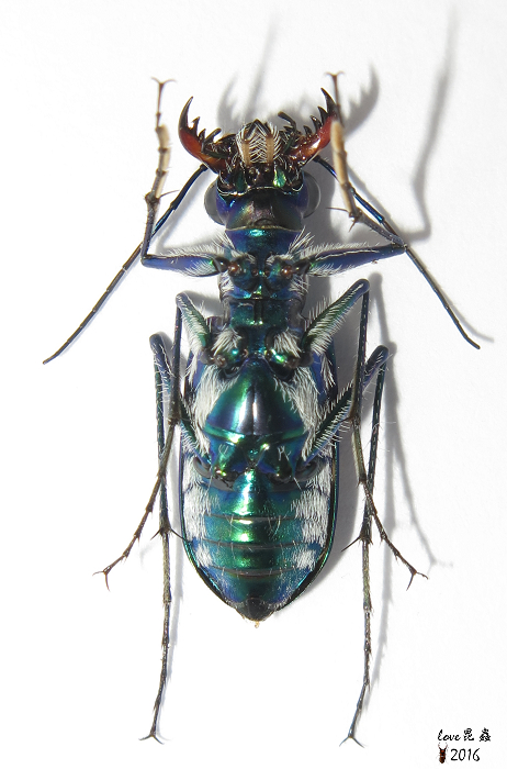 按此在新視窗瀏覽圖片