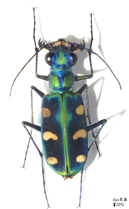 按此在新視窗瀏覽圖片